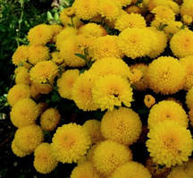 Хризантема Неллі