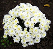 Хризантема Пауларо Вайт