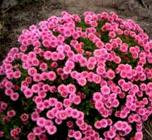 Хризантема Сі Серфер d до 35 см