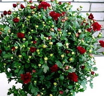 Хризантема темно-бордова