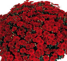 Хризантема темно-червона