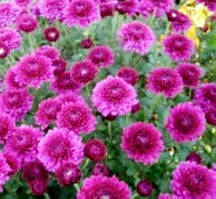 Хризантема Терано Лилак