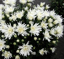 Хризантема трики вайт 