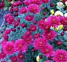 Хризантема Урсула Ред