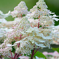 Гортензия метельчатая Ранний Гарри (hydrangea paniculata `Early Harry`) конт. 5л