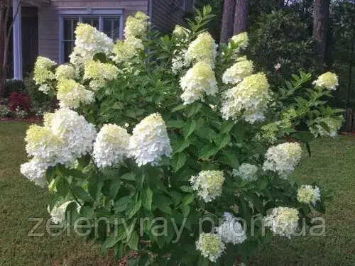 Гортензия метельчатая Ранний Гарри (hydrangea paniculata `Early Harry`) конт. 5л - фото 2 - id-p1869515909