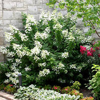 Гортензия метельчатая «Левана» (Hydrangea paniculata `Levana`) конт. 7л