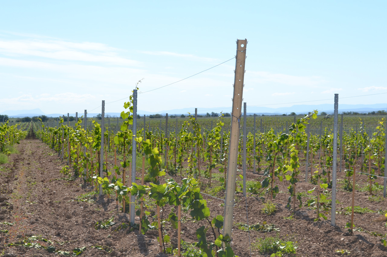 Металева опора - 1,5м, для встановлення шпалери в садах і виноградниках.