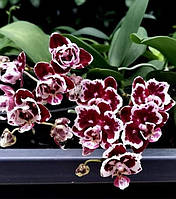 Орхідея .Phal. Formosa Cranberry, міді, підліток 1,7, метелик