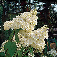 Гортензия метельчатая Панфлора (Hydrangea paniculata Panflora) конт. 7л