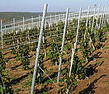 Металева опора - 1,8м, для встановлення шпалери в садах і виноградниках., фото 2