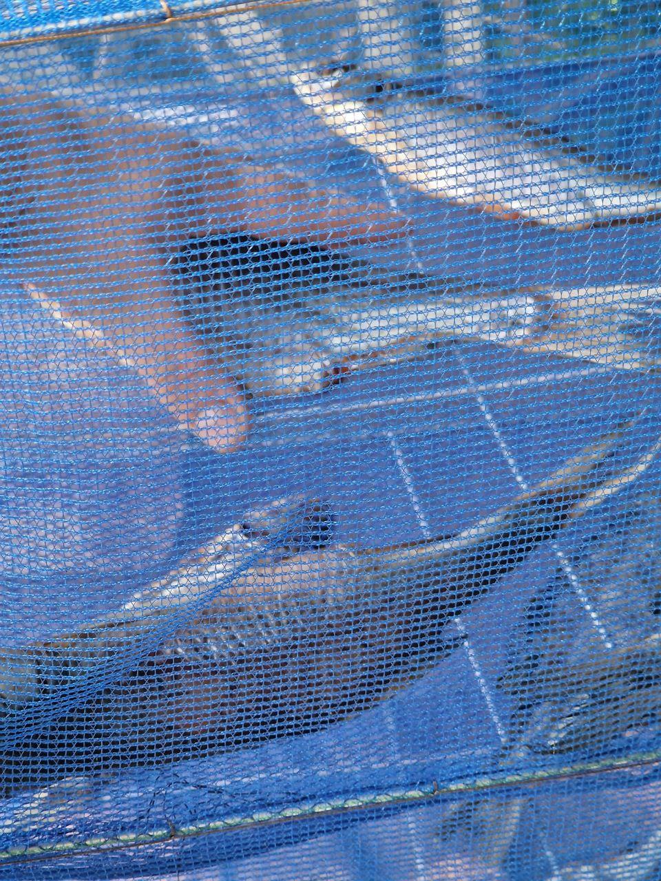 Сушилка для рыбы 50х50х65см - фото 3 - id-p1869545568