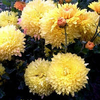 Хризантема Опал