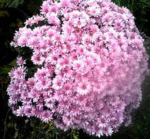 Хризантема мультифлора світло-рожева