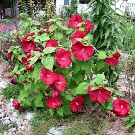 Саджанці Трав'янистого Гібіскуса Червоного (Hibiscus Moscheutos)