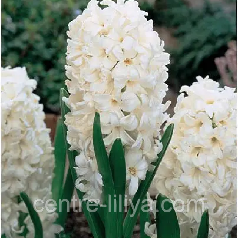 Гіацинт Carnegie 18/19 (білий), фото 1