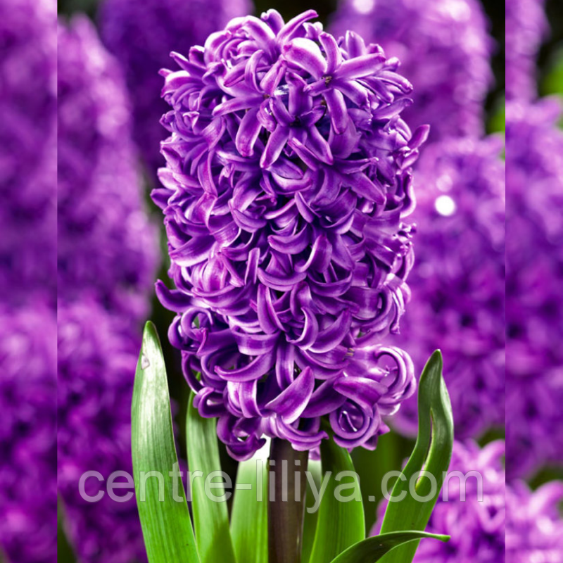 Гіацинт Purple Sensation 18/19 (фіолетовий)