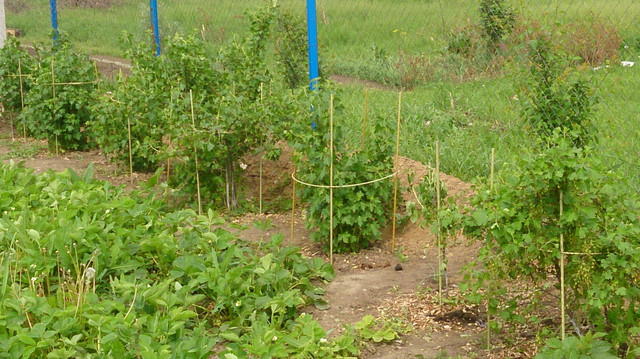 Кілочки для підв'язки низькорослих кучерявих рослин, розсади (Polyarm (buuba)) Ø 12 мм (1,2 метра)