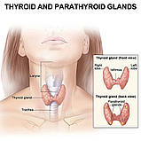 Турмаліновий Пластир для терапії щитоподібної залози 7 штук, фото 4