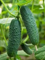 Огірок Артист F1 1000 насінин партенокарпічний ранній, Bejo Zaden
