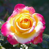 Троянда чайно-гібридна "Голлівудська зірка", фото 2