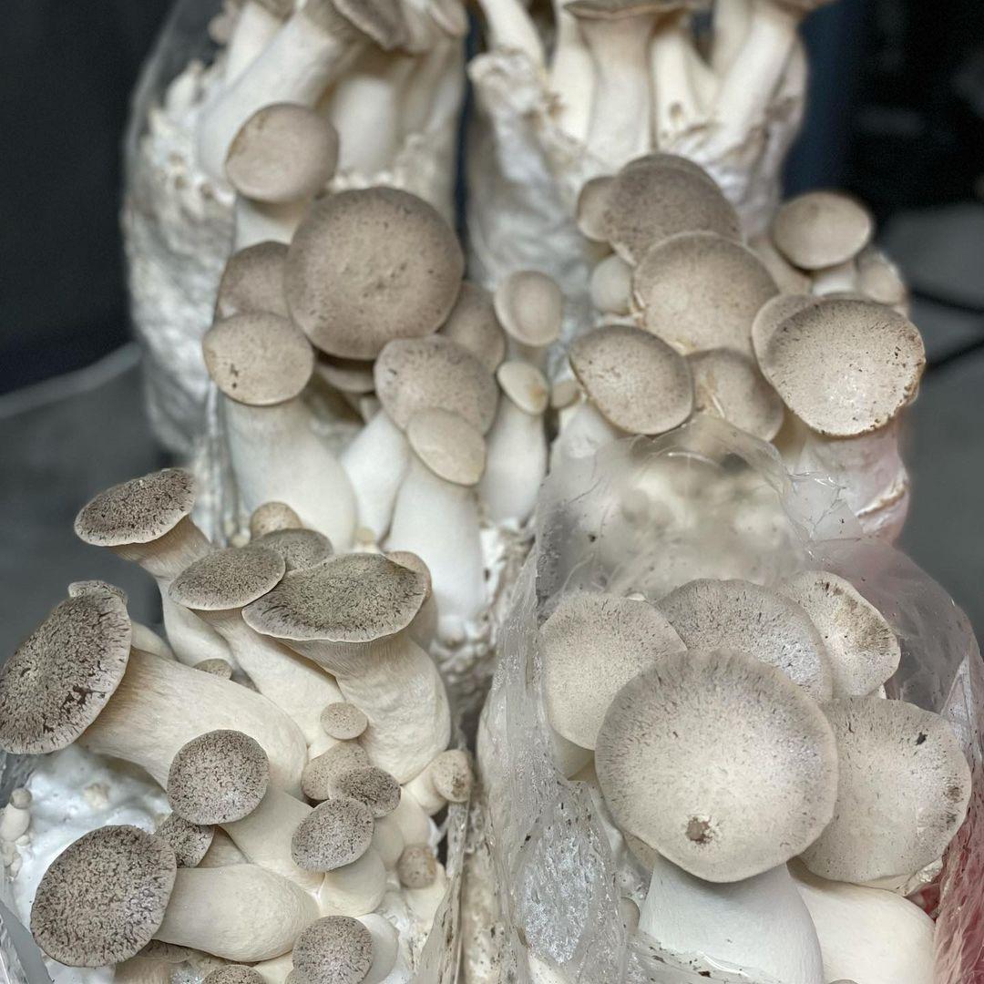 Грибний блок для вирощування Білого степового гриба