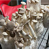 Грибний блок для вирощування Білого степового гриба, фото 2