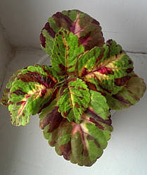 Колеус Wizard Mosaic