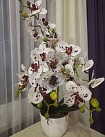 Орхидеи для декора