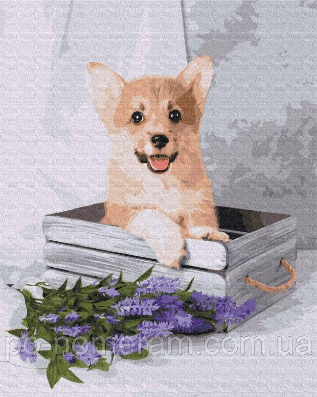Картини за номерами BrushMe Грайливий коргі (BSM-B52653) 40 х 50 см
