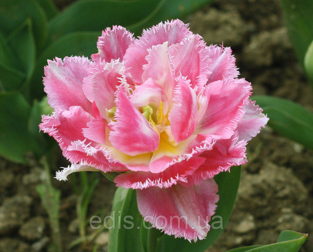 Тюльпан махровий бахромчастий Cool Crystal (Кул крістал) 3 цибулинки