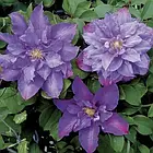 Саджанці Клематиса Вів'єн Пенел (Clematis Vyvyan Pennell) P9, фото 2