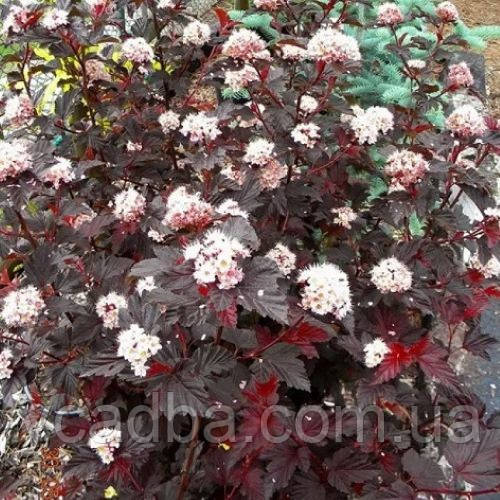 Пухироплідник калинолистний " Центр Глоу " (Center Glow) ( контейнер 0,5 л ), фото 1