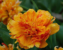 Тюльпан багатоквітковий махровий пізній Double Beauty of Apeldoorn (Дабл Б'юті оф Апельдорн), 3 цибулини, фото 4