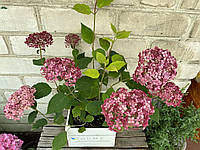 Гортензія деревовидна Кендібель Сорбет / Hydrangea arborescens Candybelle® Sorbet, С3, 3 роки, 20+ см