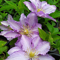 Саженцы Клематиса Джон Пиктон (Clematis John Pikton) P9