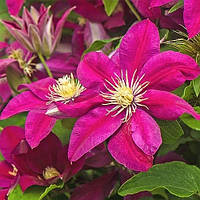 Саженцы Клематиса Эрнест Маркхам (Clematis Ernest Markham) Р9