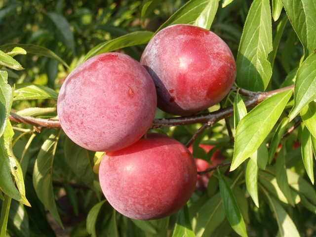 Слива диплоїдна Рубі Кранч (здня), фото 1