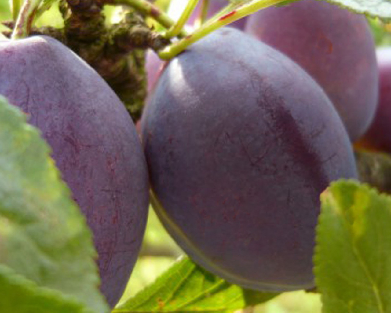 Слива Ханум (пізня), фото 1