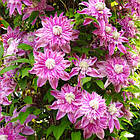 Саджанці Клематиса Жозефіна (Clematis Josephine) Р9, фото 3