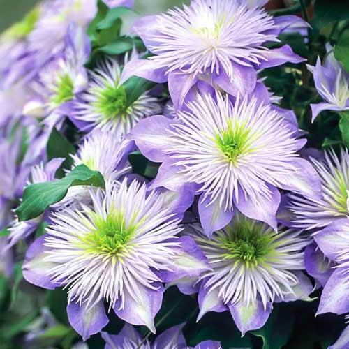 Саджанці Клематиса Кришталевий фонтан (Clematis Crystal Fountain) P9