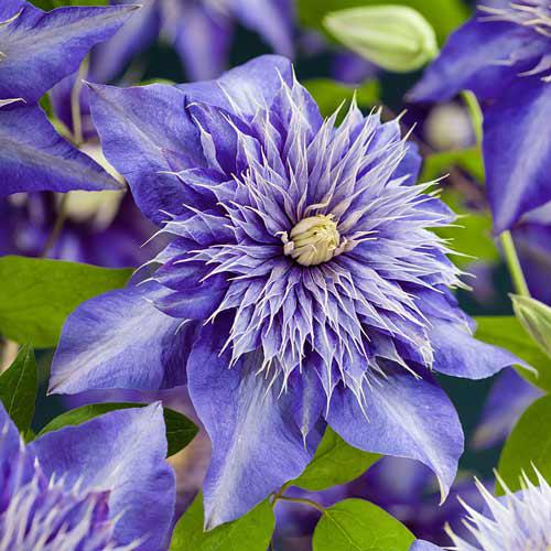 Саджанці Клематиса Мульти Блю (Clematis Multi Blue) P9, фото 1