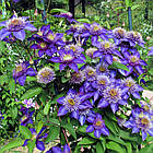 Саджанці Клематиса Мульти Блю (Clematis Multi Blue) P9, фото 2
