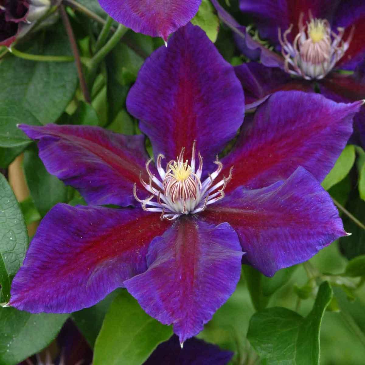 Саджанці Клематиса Юлька (Clematis Julka) Р9, фото 1