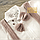 Святковий нарядний літній костюм пісочник боді з метеликом Джентльмен для новонародженого хлопчика на свято хрещення хрестини, фото 7