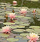 Нимфея "Перрис Оранж сансет" - Nymphaea "Perry's Orange Sunset", фото 8