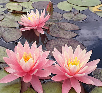 Німфея "Перріс Оранж сансет" — Nymphaea "Perry's Orange Sunset" (тріть ц.г.)