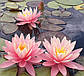 Нимфея "Перрис Оранж сансет" - Nymphaea "Perry's Orange Sunset", фото 3