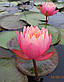 Нимфея "Перрис Оранж сансет" - Nymphaea "Perry's Orange Sunset", фото 4