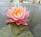 Нимфея "Перрис Оранж сансет" - Nymphaea "Perry's Orange Sunset", фото 4